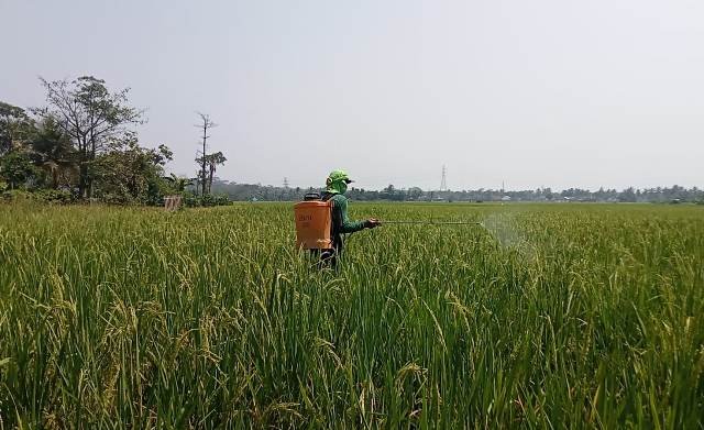 PETANI KALANGANYAR SEMPROT PUPUK CAIR 15 JAN 2025 1
