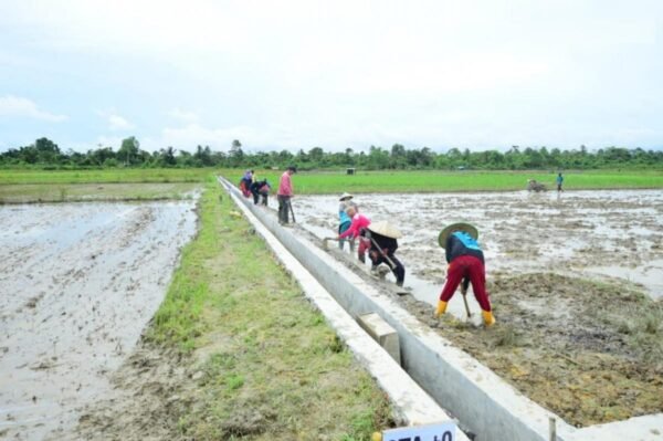 Pekerja membangun saluran irigasi di persawahan Kabupaten Pandeglang melalui program P3TGAI dari BBWSC Provinsi Banten sebagai upaya peningkatan infrastruktur pertanian